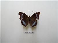 藏品(琉璃蛺蝶)的圖片